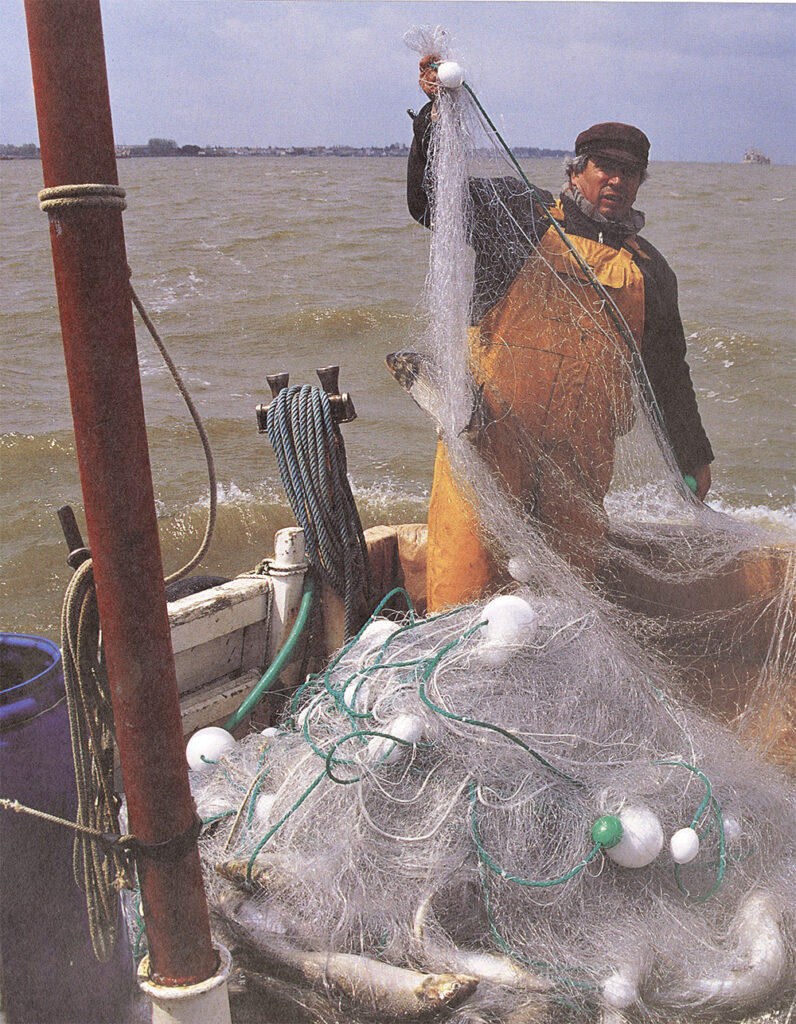 Histoire d’une pêche de Loire traditionnelle : quand passent les aloses