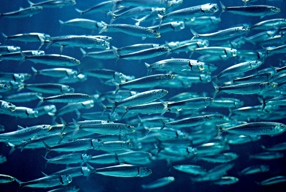 La sardine : une star méconnue - Chasse Marée