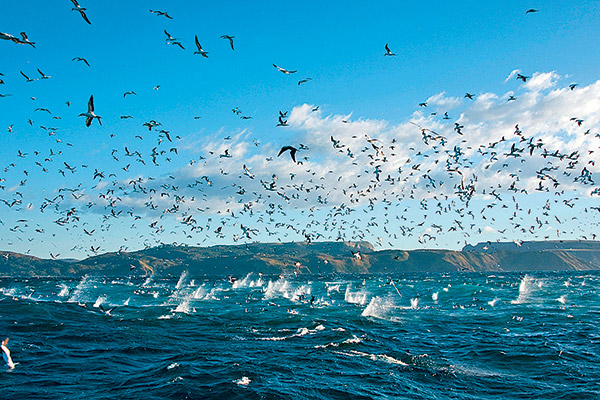 Les sardines migrent vers le nord - Sciences et Avenir