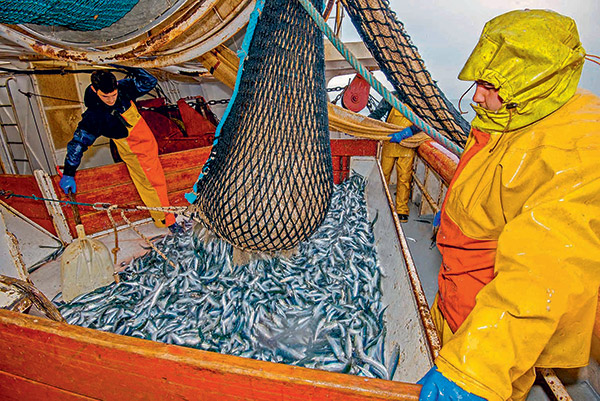 Les sardines migrent vers le nord - Sciences et Avenir